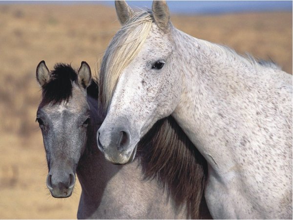 The Natural Life of Animals
�j �� �M �� �� �F  