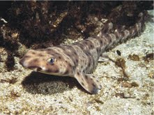 The Natural Life of Animal
�j �� �M �� �� �F 