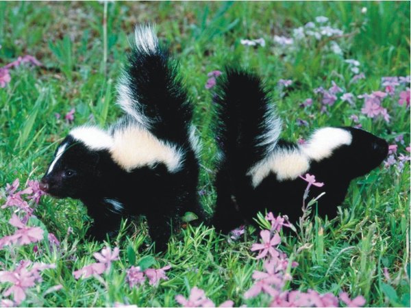 The Natural Life of Animals
�j �� �M �� �� �F  