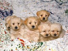 The Natural Life of Animal
�j �� �M �� �� �F 