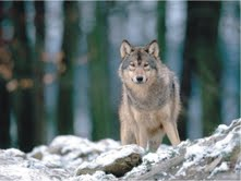 The Natural Life of Animal
�j �� �M �� �� �F 