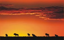 The Natural Life of Animal
�j �� �M �� �� �F 