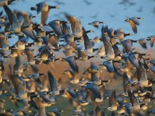 The Natural Life of Animal
�j �� �M �� �� �F 