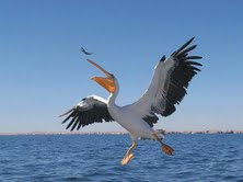 The Natural Life of Animal
�j �� �M �� �� �F 