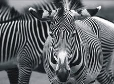 The Natural Life of Animal
�j �� �M �� �� �F 