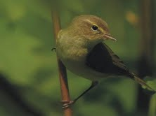 The Natural Life of Animal
�j �� �M �� �� �F 