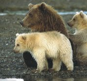 The Natural Life of Animal
�j �� �M �� �� �F 