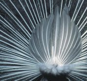 The Natural Life of Animal
�j �� �M �� �� �F 