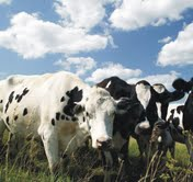 The Natural Life of Animal
�j �� �M �� �� �F 