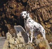The Natural Life of Animal
�j �� �M �� �� �F 