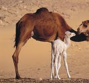 The Natural Life of Animal
�j �� �M �� �� �F 