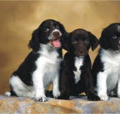 The Natural Life of Animal
�j �� �M �� �� �F 