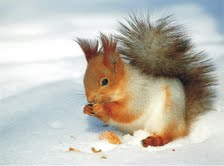 The Natural Life of Animal
�j �� �M �� �� �F 