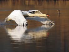 The Natural Life of Animal
�j �� �M �� �� �F 