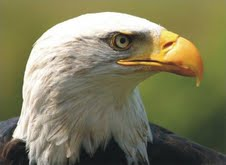 The Natural Life of Animal
�j �� �M �� �� �F 
