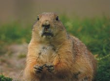 The Natural Life of Animal
�j �� �M �� �� �F 