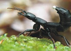The Natural Life of Animal
�j �� �M �� �� �F 