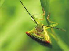 The Natural Life of Animal
�j �� �M �� �� �F 