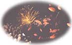 coral.jpg (5641 bytes)