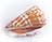 shell1.jpg (3992 bytes)