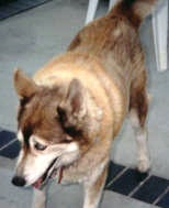 Long time family member, Nikita