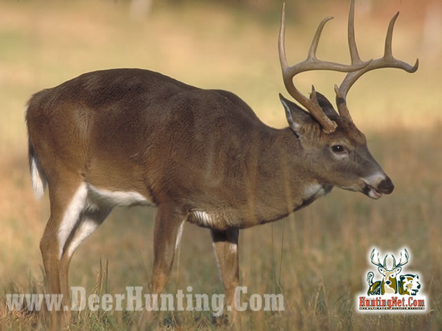 8 Point Buck