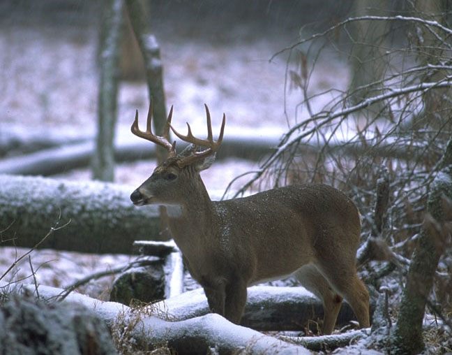 Buck in Snow