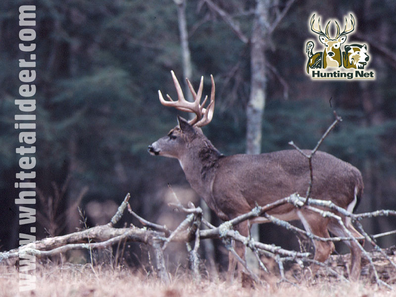 Swamp Buck 