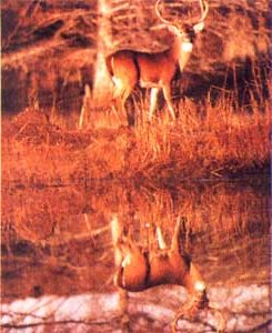 Buck jumping in forest