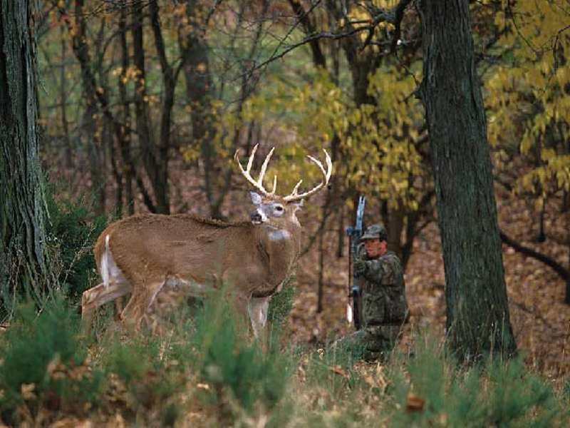 Up Close and Personal with a Big Buck
