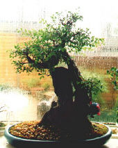 This Chinese Elm was in Daves House in Allerton Road, now in my back garden in Wales