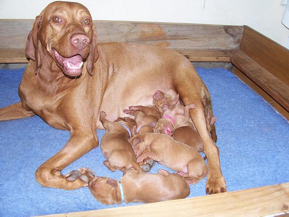 Ella and pups