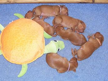 pups only