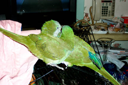 they think they're lovebirds