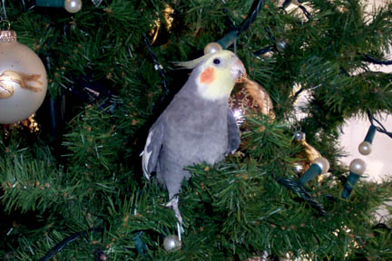 camouflaged as an ornament...can you see him?