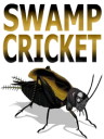Swamp Cricket
