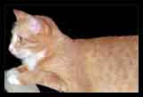 NOT A LINK, MOUSE OVER THING