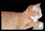 NOT A LINK, MOUSE OVER THING