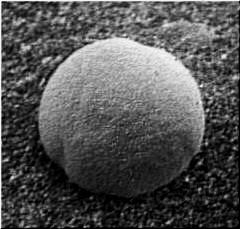 CLICK TO LEARN ABOUT THE "MARS URCHINS"