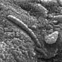 CLICK TO LEARN ABOUT THE MARS METEORITE (ALH84001)