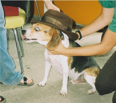 dog