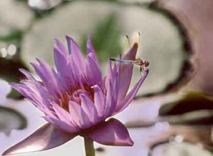 dragonfly on a waterlilly