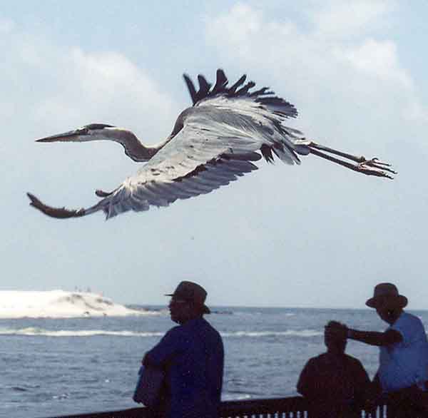 Blue Herron flying obove silhouette's of people on dock.