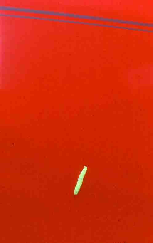 Green Caterpiller on Red Car