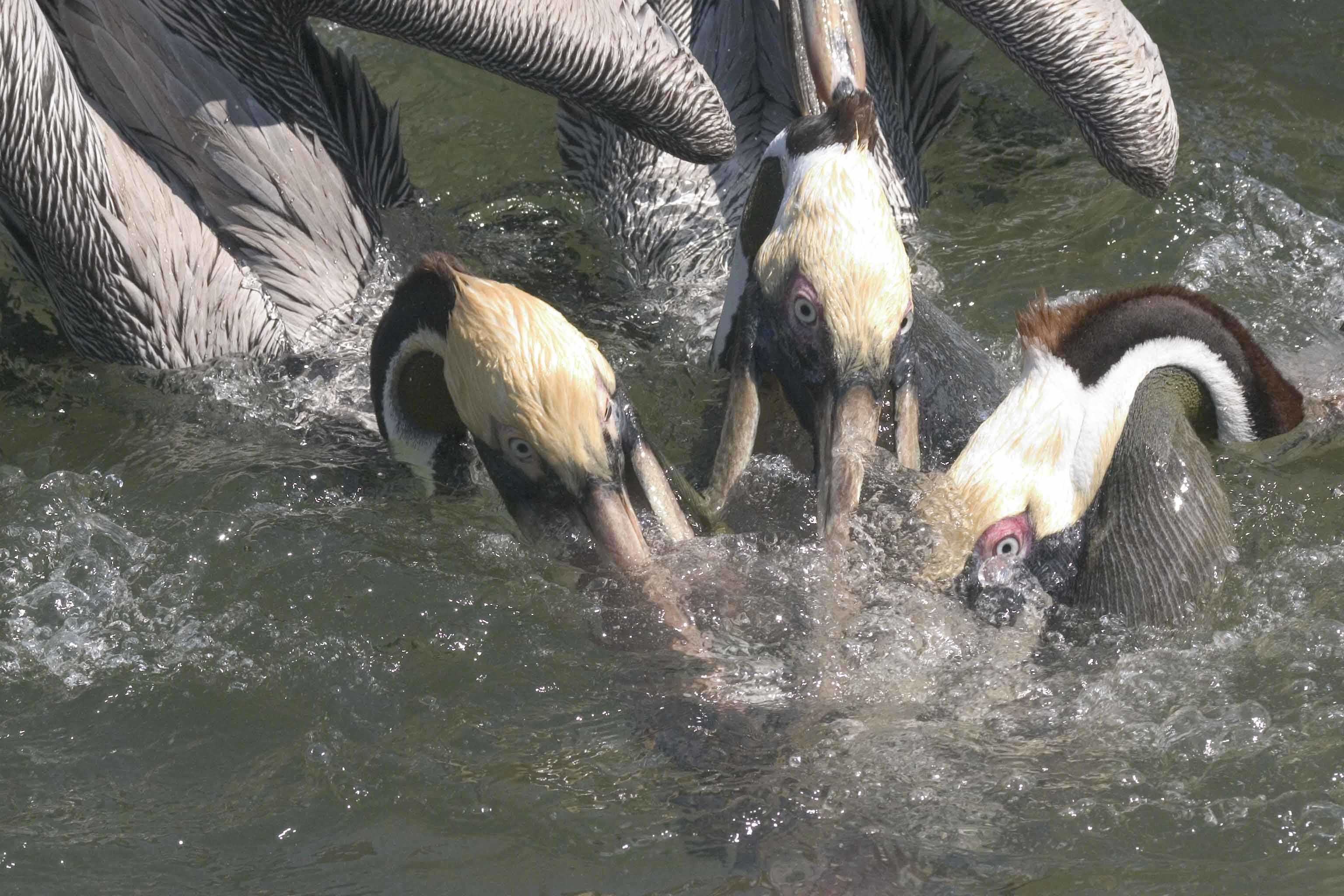 Three pelicans competing for fish morsels.