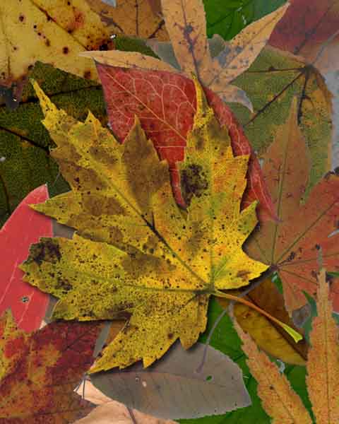 Cologe of various leaves different sizes and colors