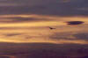 Silhouettet of flying pelican against orange clouds.
