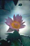 A single purple waterlily against brightly sunlight water.