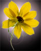 wildflower