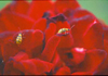 Rose with yellow ladybugs in it